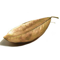 Leaf Dish - Magnolia by Michael Michaud