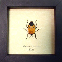 Man Face Beetle in Conservation Display Man Face Beetle in Conservation Display by Real Butterfly Gifts
