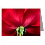 Photo of Tara Pavis Photo of Tara Pavis