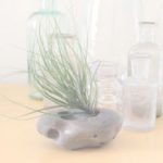 Photo of Tortoise Loves Donkey Photo of Tortoise Loves Donkey